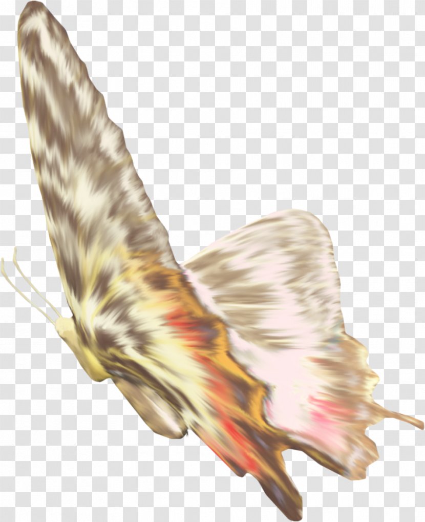 Butterfly Feather Wing Pollinator Illustration - Fauna - Brown Transparent PNG