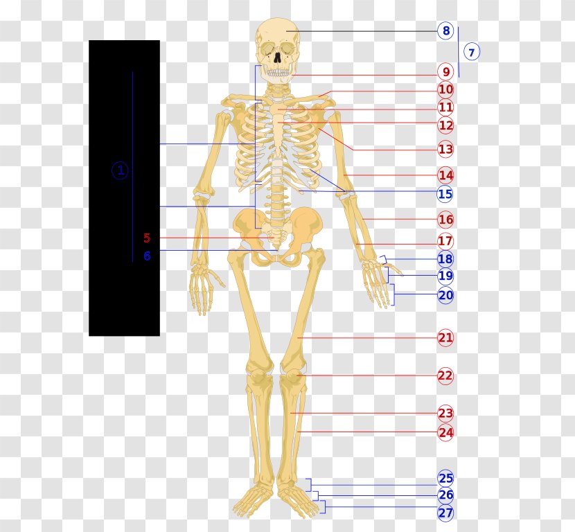 Human Skeleton Body Diagram Physiology - Silhouette - Bones Transparent PNG