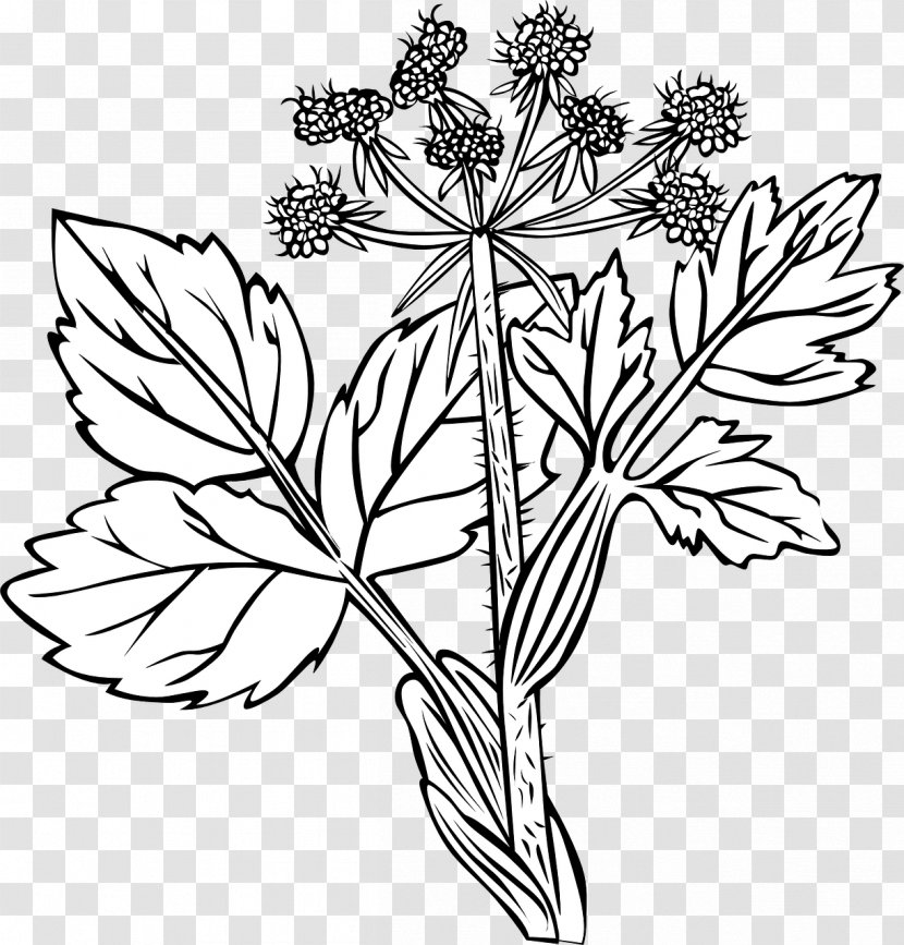 Medicinal Plants Vector Graphics Clip Art Flowering Plant - Black And White Transparent PNG