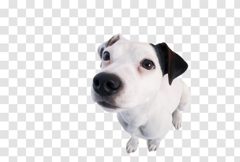 Jack Russell Terrier Dog Breed Puppy Copy Editing Companion Transparent PNG