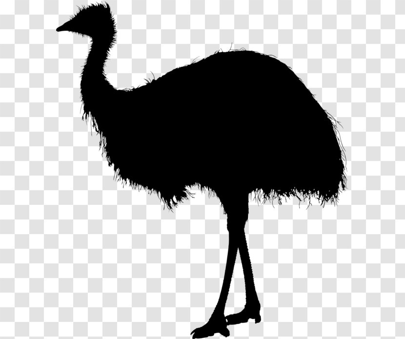RIX Fleischhandel GmbH Common Ostrich Emu Fauna Clip Art - Flightless Bird - Munich Transparent PNG