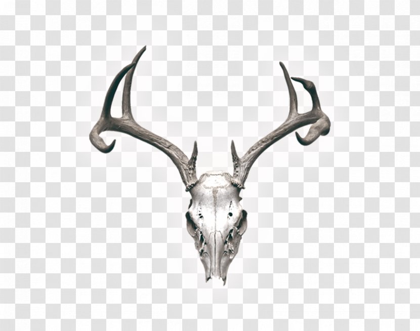 Reindeer Skull Stock Photography Horn - Deer Transparent PNG