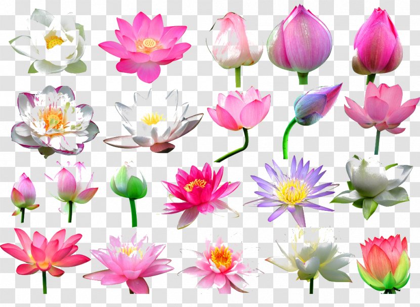 Nelumbo Nucifera Flower Bud Clip Art - Aquatic Plant - Lotus Transparent PNG