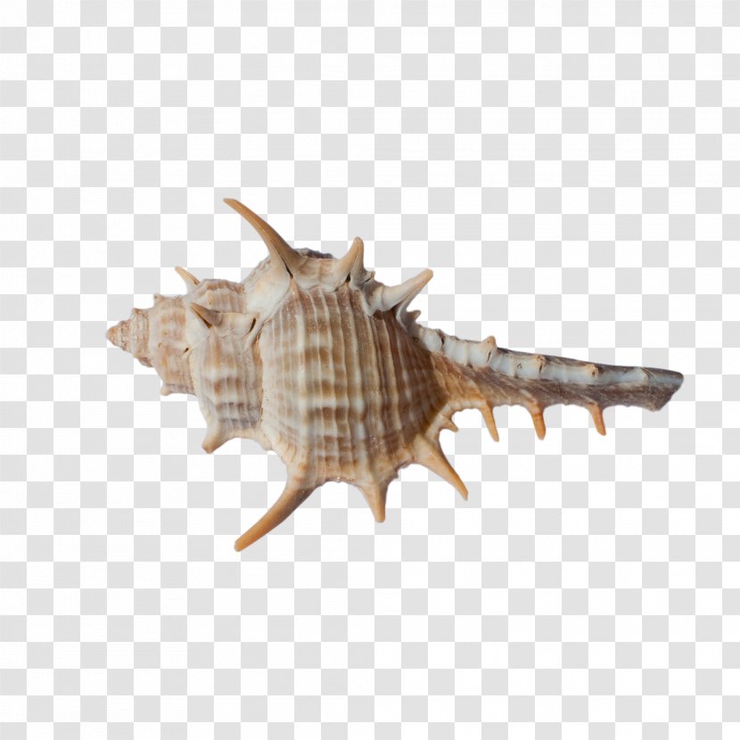 Seashell Fauna Conch - Dinosaur - Brown Art Transparent PNG