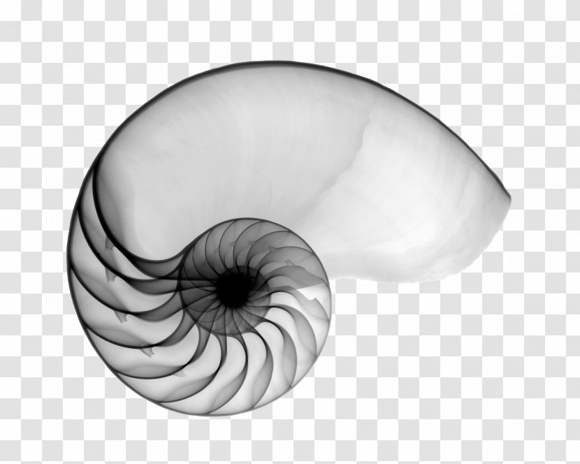 Nautilidae Seashell Mollusc Shell Chambered Nautilus X-ray - Cartoon - Hand Painted Transparent PNG