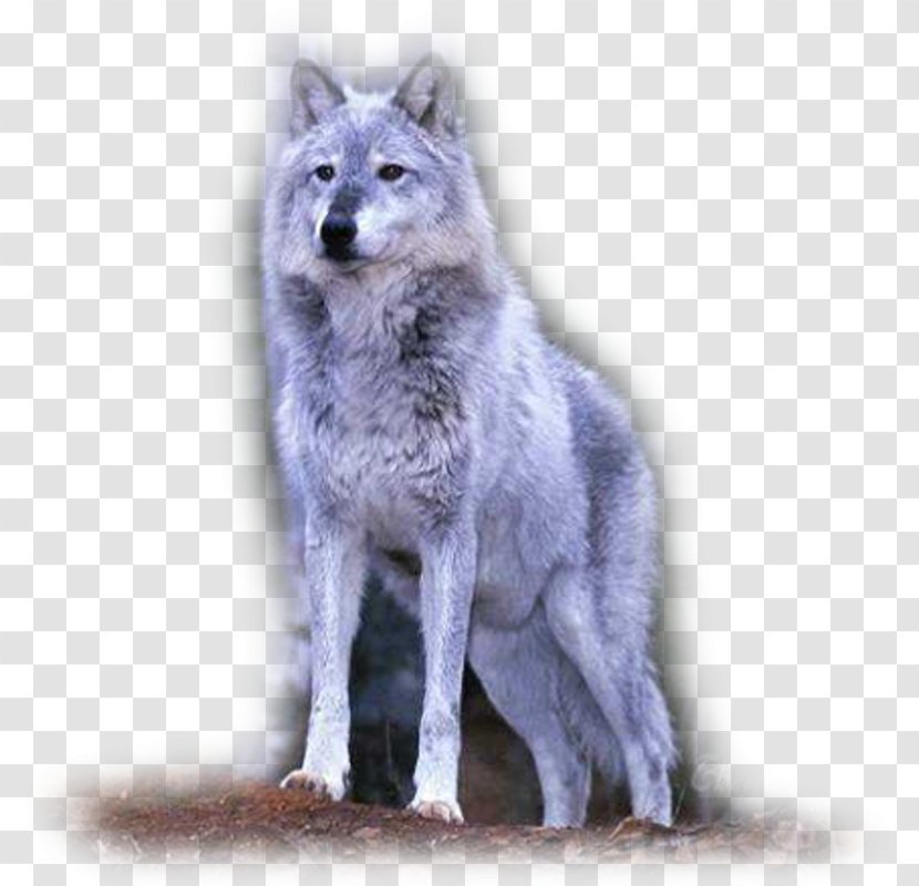 Saarloos Wolfdog Tamaskan Dog Coyote Alaskan Tundra Wolf - Fur Transparent PNG