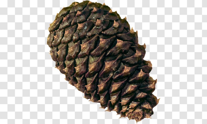 Conifer Cone Pine Conifers Clip Art - Digital Image Transparent PNG