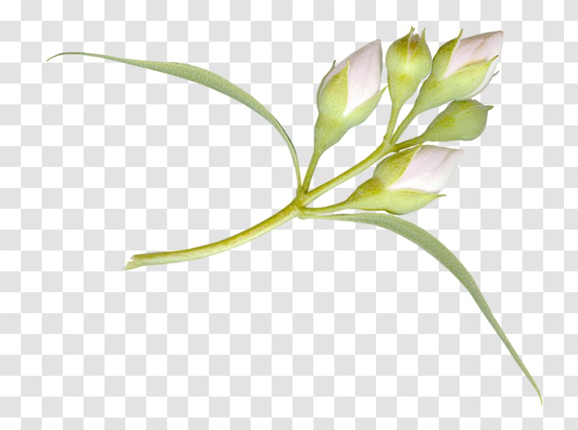 Lily Flower Cartoon - Plants - Pedicel Plant Transparent PNG