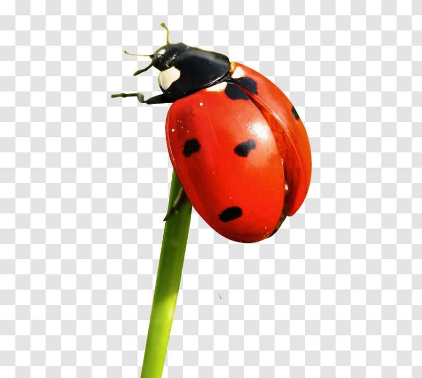 Common Furniture Beetle Free Ladybird - Fruit - Insect Transparent PNG