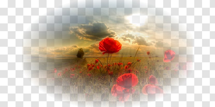 Facebook Poppy Flower - Common - Floral Vector Material Beautiful Flowers Image Transparent PNG