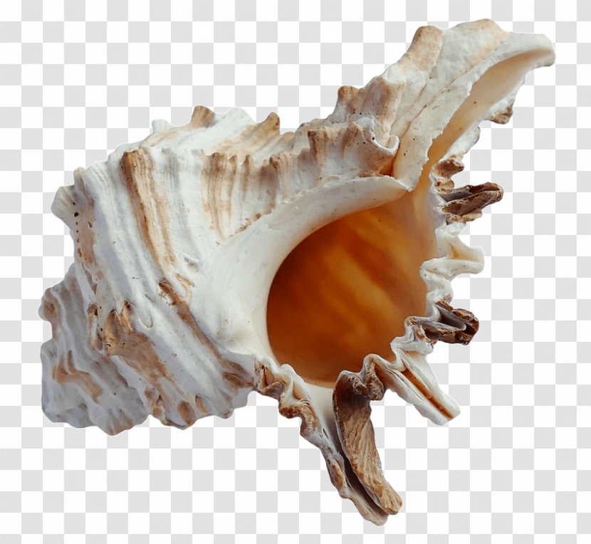 Seashell Clip Art - Snail Transparent PNG