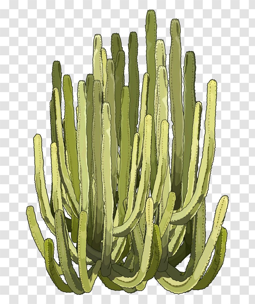 Euphorbia Canariensis Cactaceae Cardón Tenerife Washing - Cactus Creative Transparent PNG