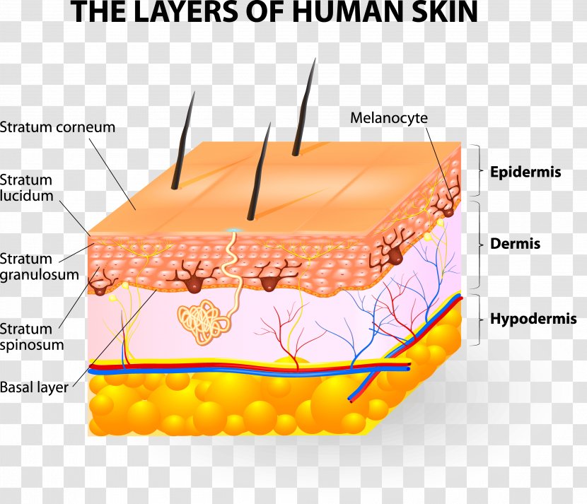 Human Skin Subcutaneous Tissue Epidermis - Silhouette - Lucidum Transparent PNG