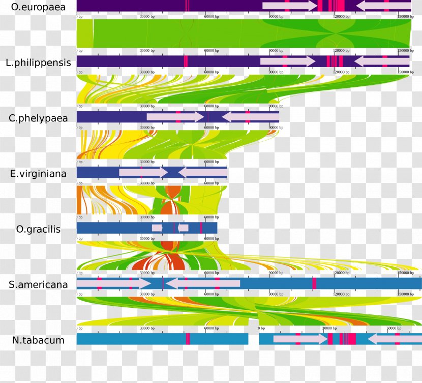 Parasitic Plant Genome Sequence Alignment Phylogenetic Tree - Genomics - New Label Transparent PNG
