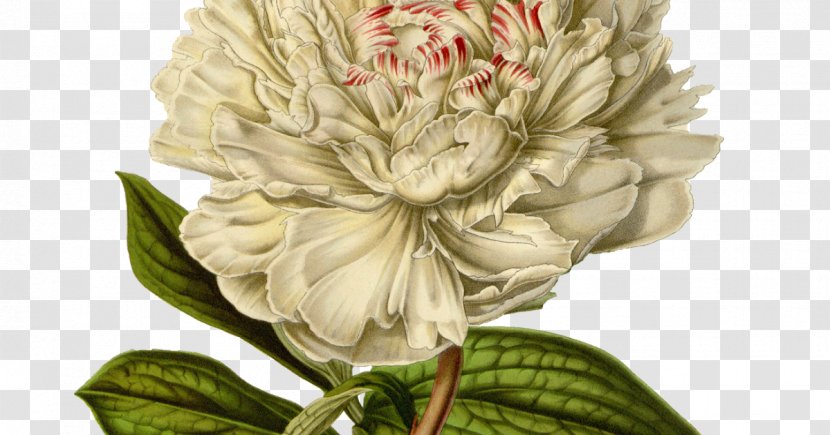Moutan Peony Printing Flower - Petal Transparent PNG