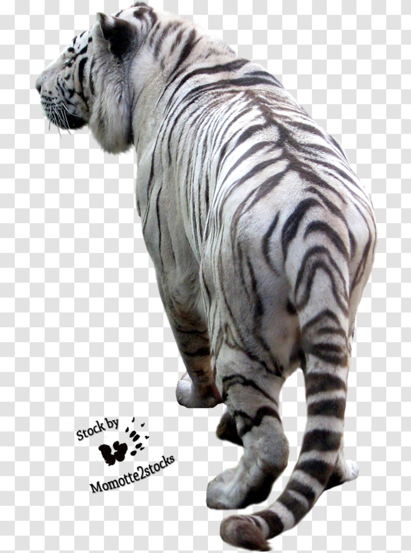 Tiger Print - Fauna - Wildlife Transparent PNG