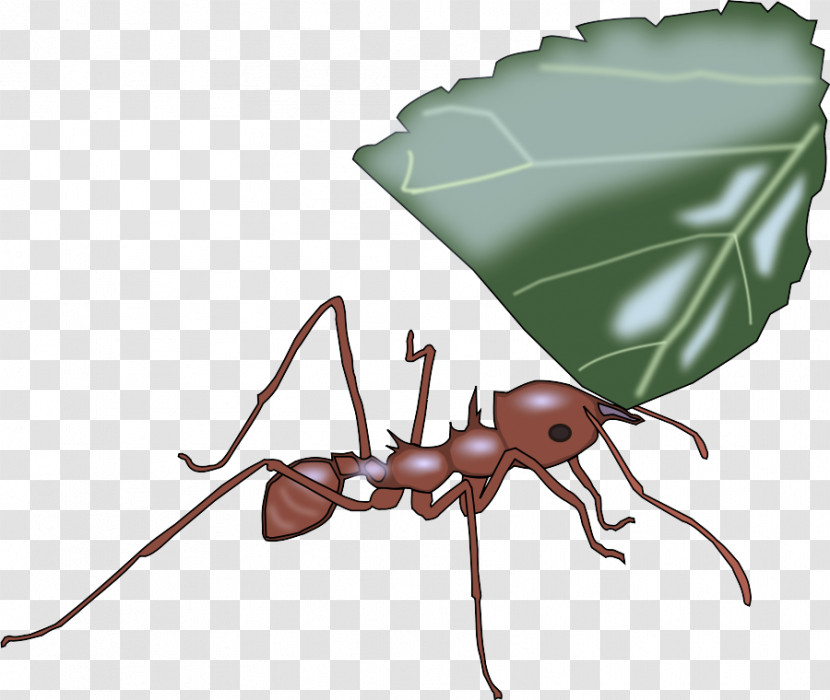 Insect Carpenter Ant Pest Ant Leaf Transparent PNG