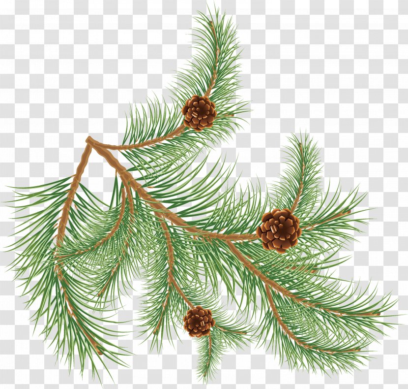 Conifer Cone Pinus Palustris Fir Clip Art - Plant - Tree Transparent PNG