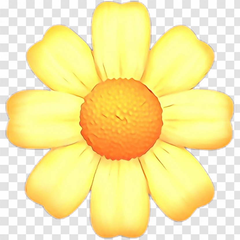 Yellow Petal Flower Plant Daisy Family Transparent PNG