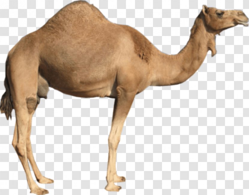 Dromedary Bactrian Camel Clip Art - Arabian - Cavan Images Transparent PNG