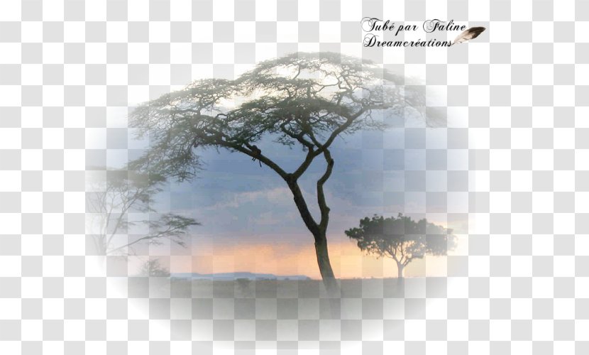 Création Graphique Landscape Photography Faline Desktop Wallpaper - Book - AFRIQUE Transparent PNG