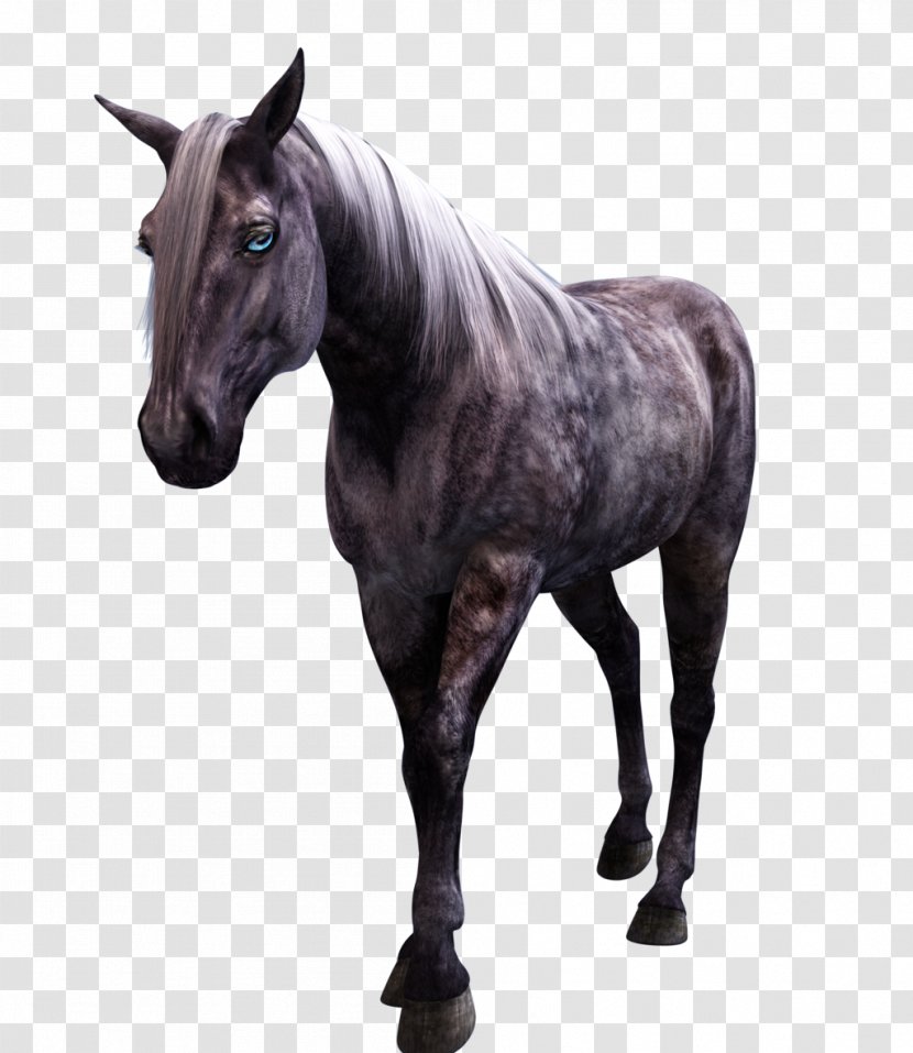 Friesian Horse Mustang Stallion Horses Mare - Animal Transparent PNG