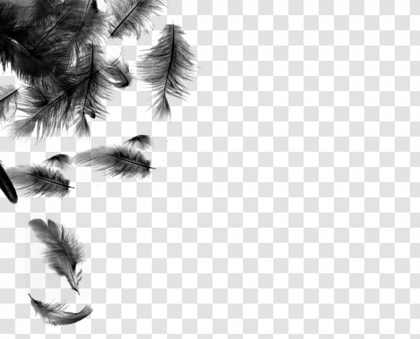 Bird Feather - Monochrome Transparent PNG