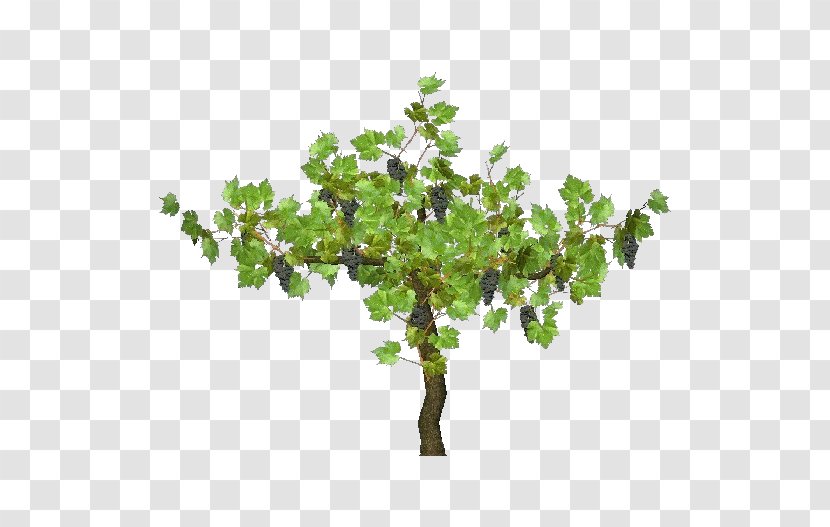 Common Grape Vine Tree Plant Carpinus Betulus - Soil - Arboles Transparent PNG