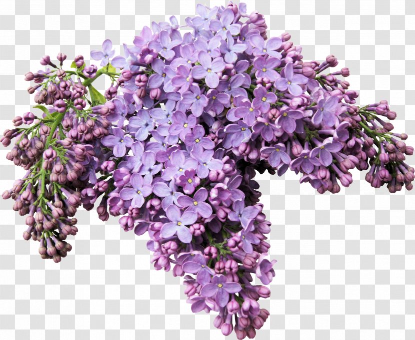 Lilac Digital Image Clip Art - Flower - Lavender Transparent PNG