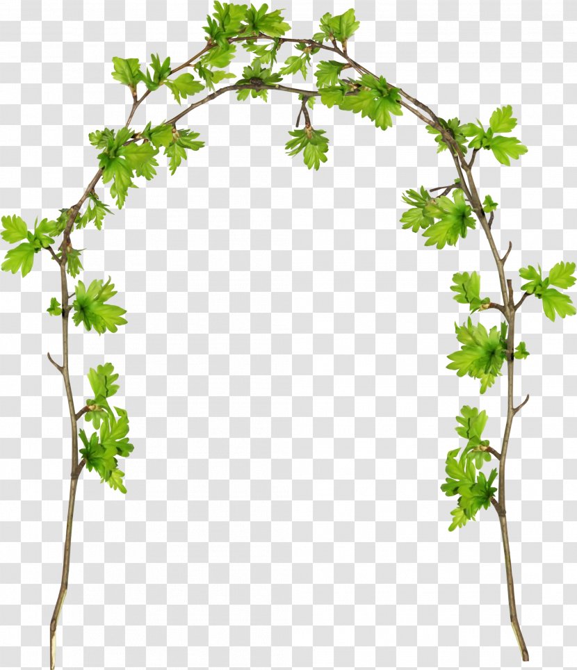 Grape Twig Plant Stem Flowerpot Leaf - Flowers Frame Transparent PNG
