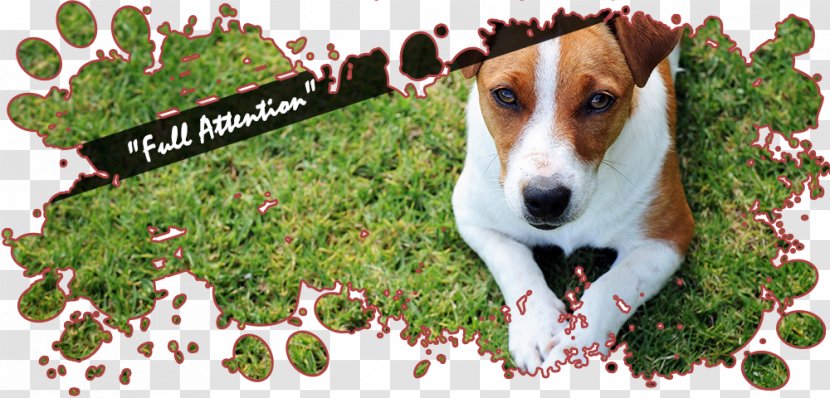 Dog Breed Jack Russell Terrier Beagle Puppy Poodle - Goldendoodle Puppies Transparent PNG