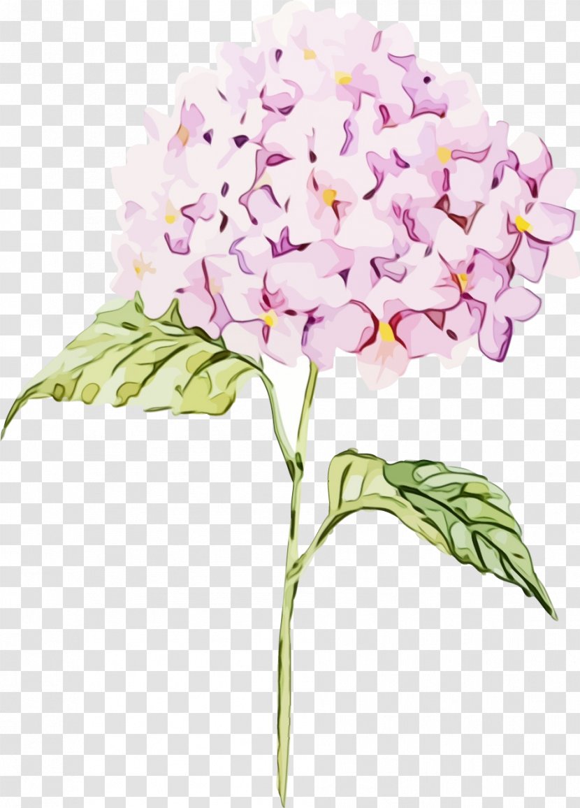 Watercolor Pink Flowers - Orchids Of The Philippines - Hydrangeaceae Transparent PNG