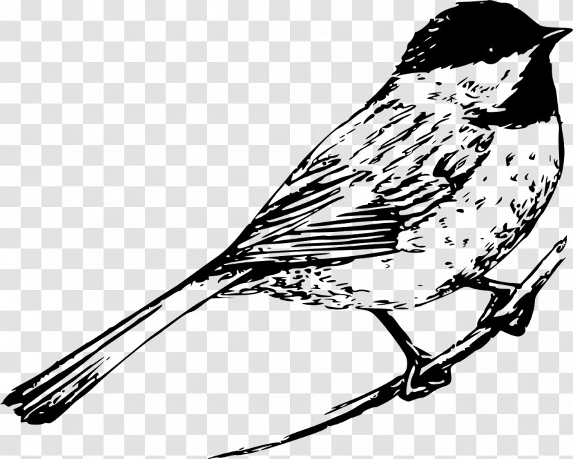 Drawing Birds Black And White Clip Art - Wing - Bird Transparent PNG