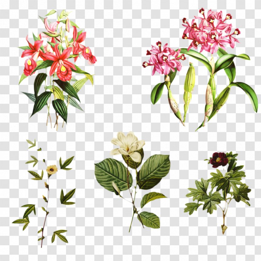 Flowers Background - Cut - Cestrum Herbal Transparent PNG