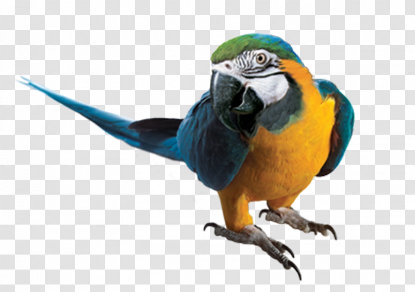 Parrot Blue-and-yellow Macaw Clip Art - Beak Transparent PNG