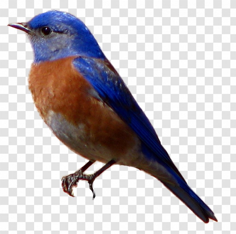 Brown-headed Cowbird Western Bluebird - Perching Bird - Birds Transparent PNG