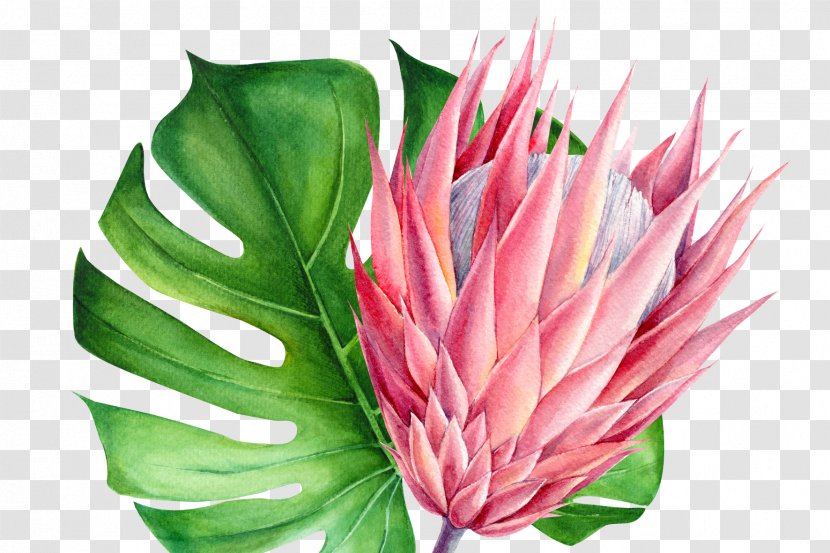 Red Watercolor Flowers - Drawing - Protea Family Cut Transparent PNG