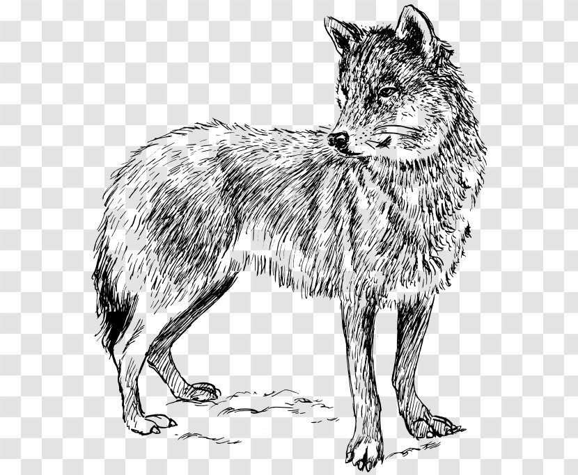 Black Wolf Arctic Coyote Clip Art - Jackal - Shadow Transparent PNG