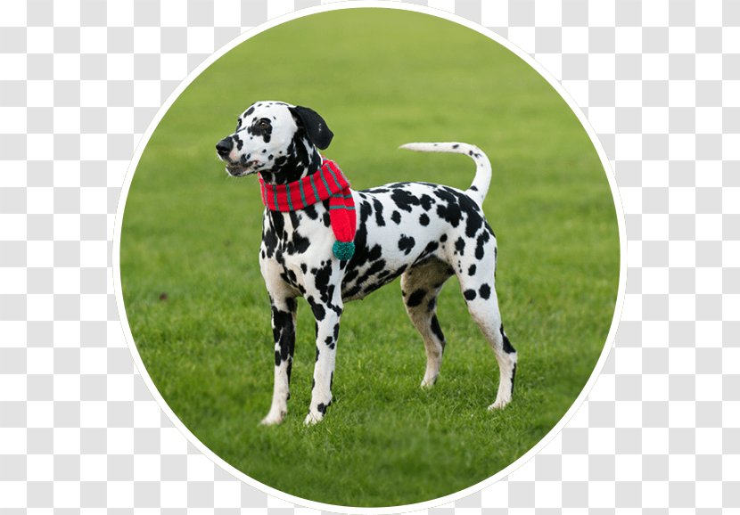 Dalmatian Dog Breed Pet Sitting House - Carnivoran - Poppy Field Transparent PNG