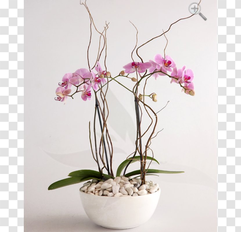 Moth Orchids Dendrobium Flower Cattleya - Plant Stem Transparent PNG