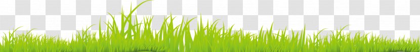 Wheatgrass Energy Green Close-up Wallpaper - Plant Stem - Great Fresh Grass Lawn Transparent PNG