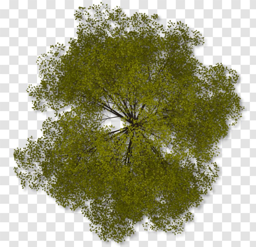 Tree Plan Clip Art - Leaf - Arboles Transparent PNG