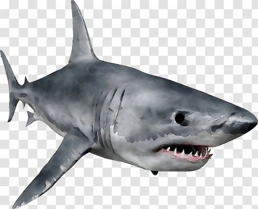 Great White Shark Requiem Sharks Squaliform Jaw Marine Biology - Snout - Fin Transparent PNG