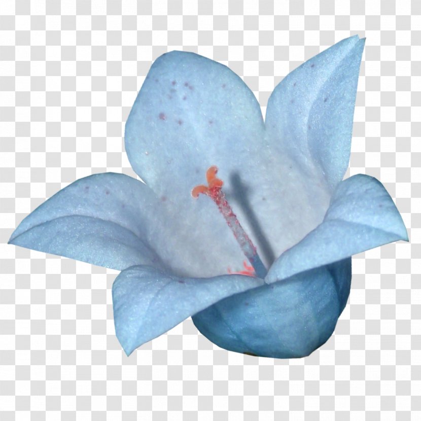 Blue Lilium Clip Art - Light - Water Flower Transparent PNG