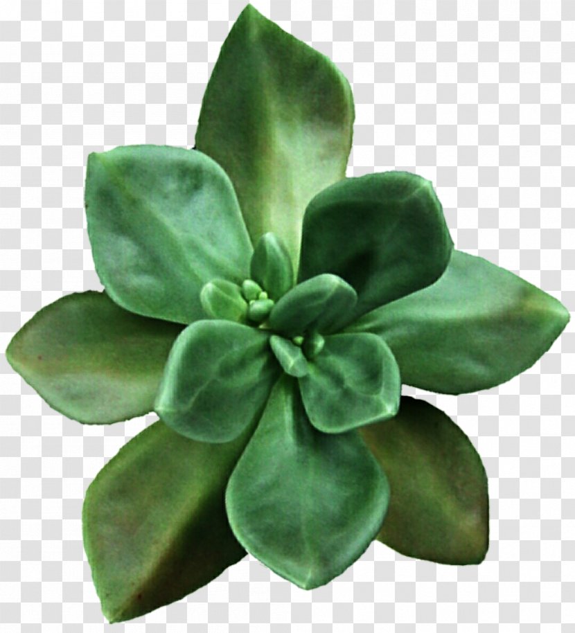 Succulent Plant Flower Clip Art - Garden Transparent PNG