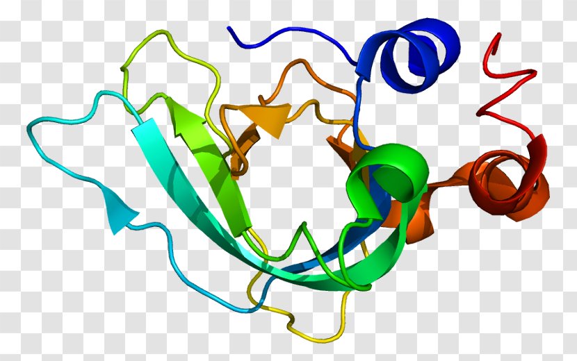 TIMP1 Tissue Inhibitor Of Metalloproteinase Matrix Enzyme - Silhouette - 520 Transparent PNG