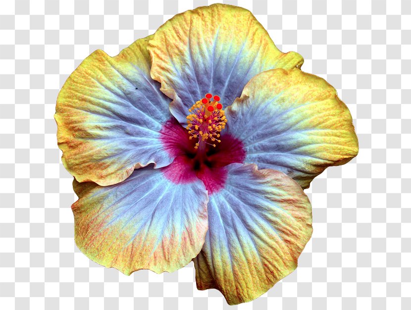 Hibiscus Multiple Exposure Color Clothing Photography - Nike - Yellow Transparent PNG