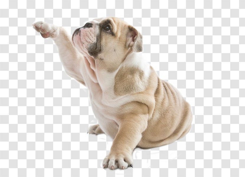 Therapy Dog Puppy Cat Pet - Non Sporting Group - Funny Bulldog Transparent PNG