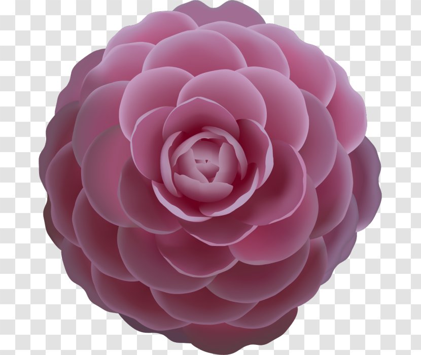 Camellia Rose Clip Art - Magenta - Vector Transparent PNG
