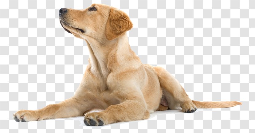 Labrador Retriever Golden Puppy Dog Training - Hunting - Happy Transparent PNG